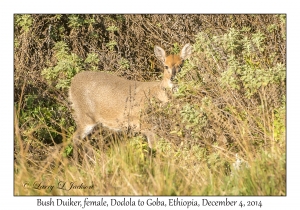 Bush Duiker