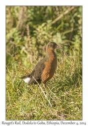 Rouget's Rail