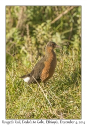 Rouget's Rail