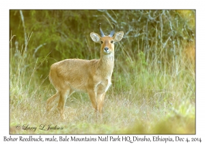 Bohor Reedbuck