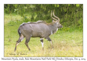 Mountain Nyala