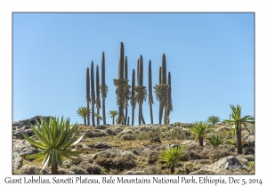 Giant Lobelias