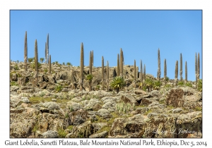 Giant Lobelias