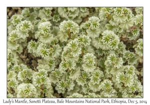 Lady's Mantle