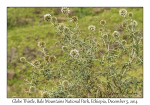 Globe Thistle