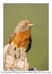 Red-throated Wryneck