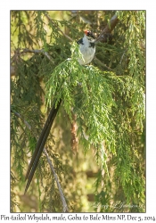 Pin-tailed Whydah