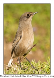 Moorland Chat