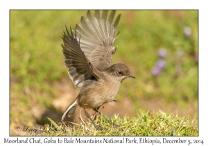 Moorland Chat