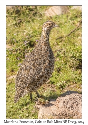 Moorland Francolin