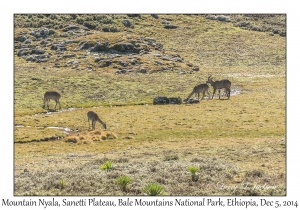 Mountain Nyala