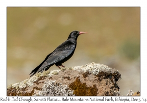 Red-billed Chough