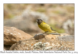 Black-headed Siskin