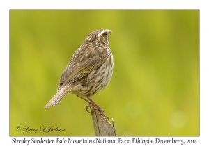 Streaky Seedeater