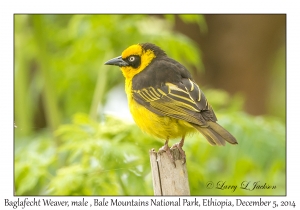 Baglafecht Weaver