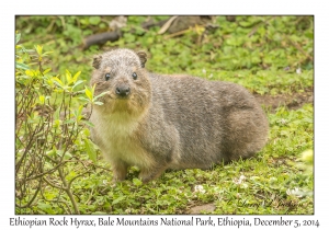 Ethiopian Rock Hyrax