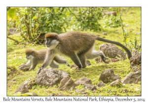 Bale Mountains Vervets