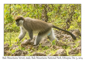 Bale Mountains Vervet