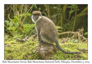 Bale Mountains Vervet