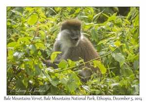 Bale Mountains Vervet