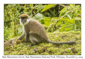 Bale Mountains Vervet