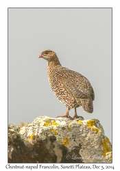 Chestnut-naped Francolin