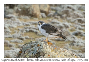 Augur Buzzard