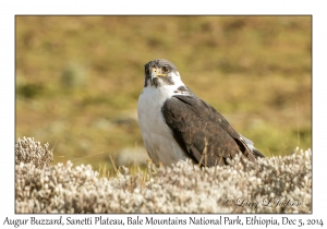 Augur Buzzard