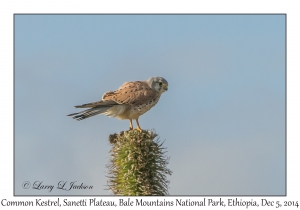 Common Kestrel