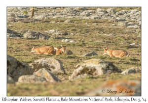 Ethiopian Wolves