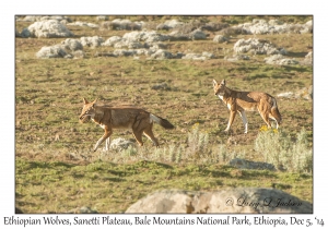 Ethiopian Wolves