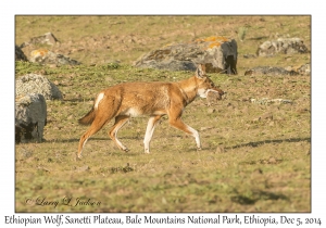 Ethiopian Wolf