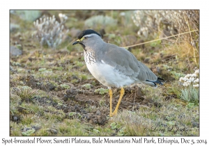 Spot-breasted Plover