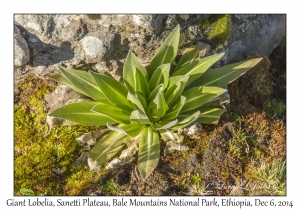 Giant Lobelia