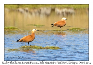 Ruddy Shelducks