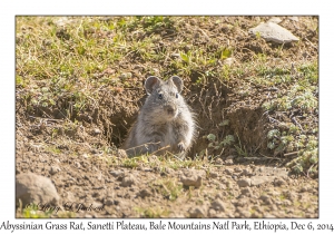 Abyssinian Grass Rat