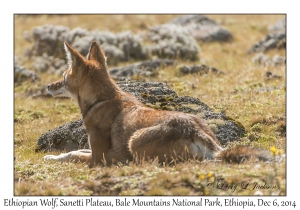 Ethiopian Wolf