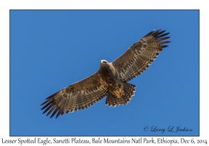 Lesser Spotted Eagle