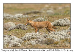 Ethiopian Wolf