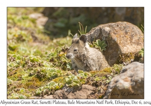 Abyssinian Grass Rat