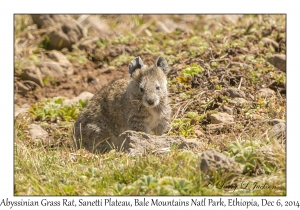 Abyssinian Grass Rat