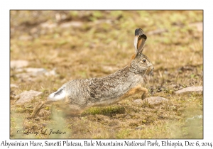 Abyssinian Hare