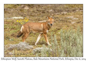 Ethiopian Wolf