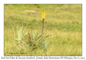 Red Hot Poker and Tacazze Sunbird