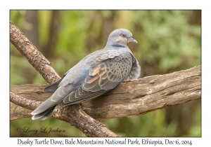 Dusky Turtle Dove