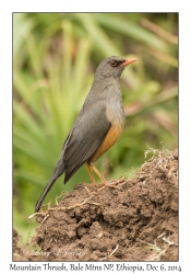 Mountain Thrush