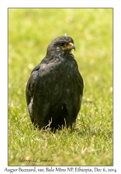 Augur Buzzard