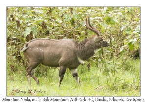 Mountain Nyala