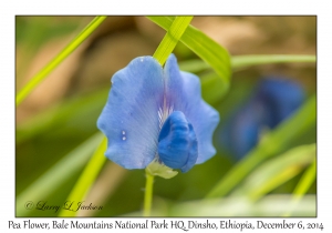 Pea Flower