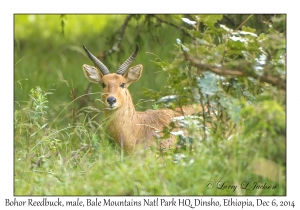 Bohor Reedbuck